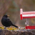 Amsel an Futterstelle