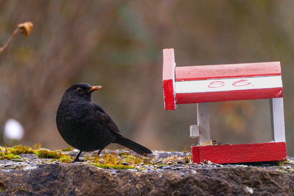 Amsel an Futterstelle Foto & Bild nature, vogel, bird Bilder auf