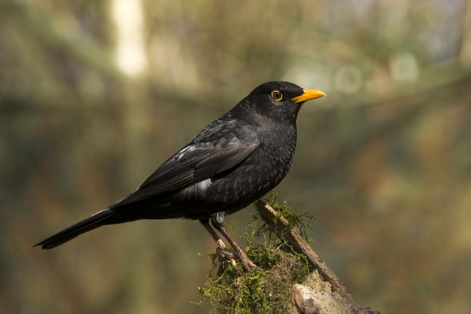 Amsel ander Winterfütterung