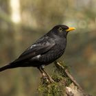 Amsel ander Winterfütterung