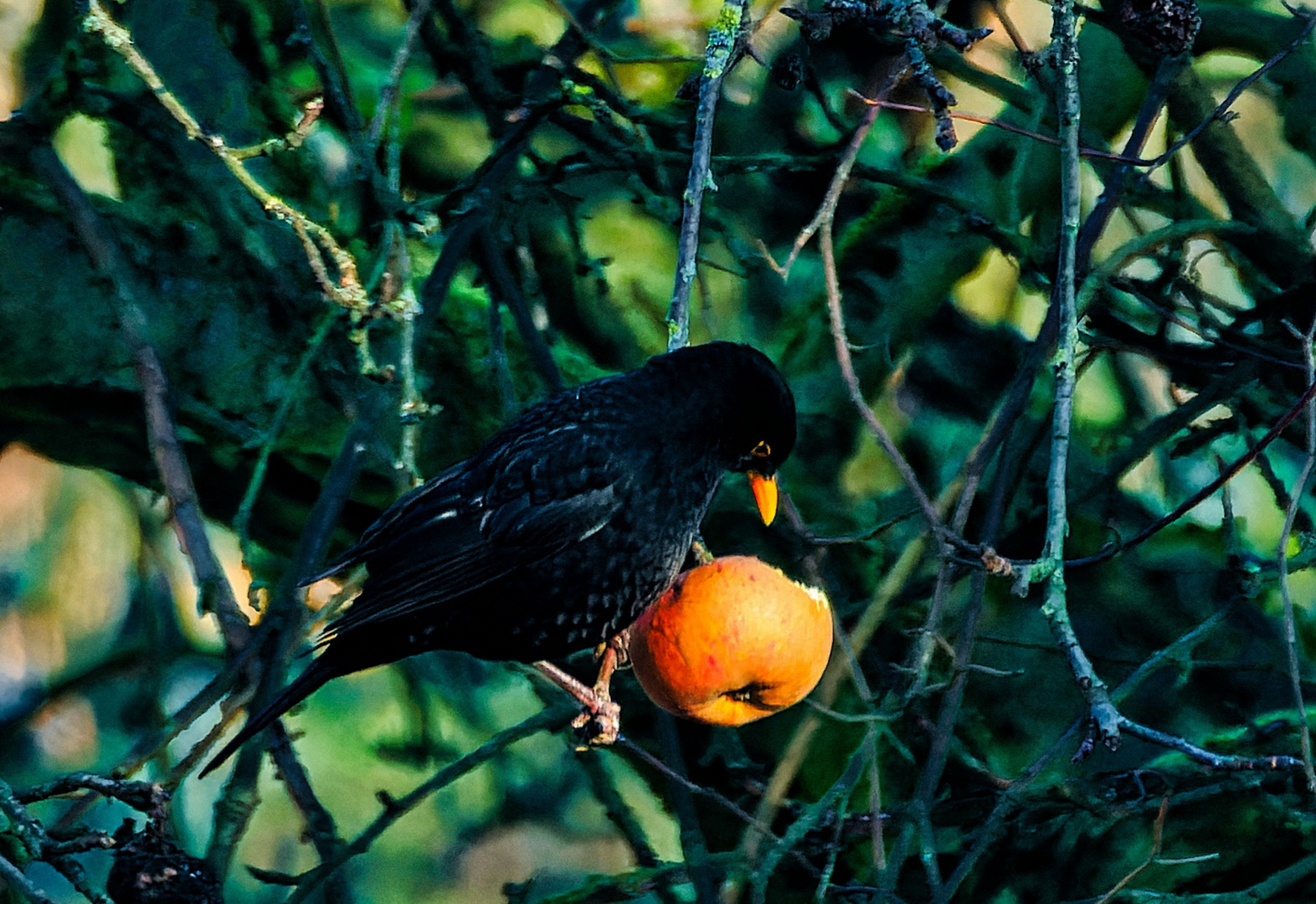 Amsel, Apfel 