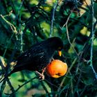 Amsel, Apfel 