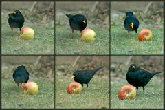 Amsel Apple