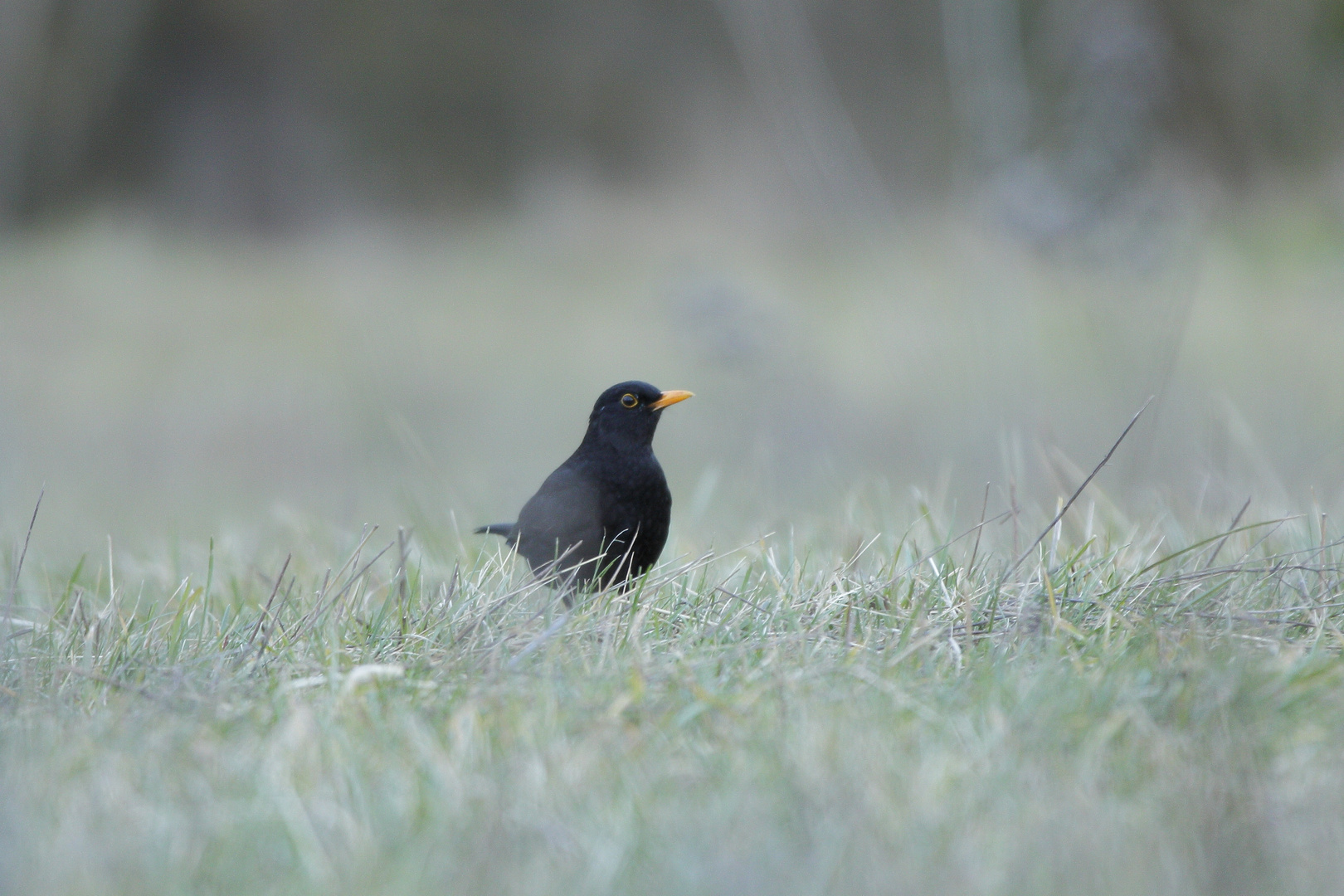 Amsel auf Abendbrotsuche