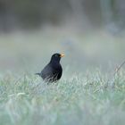 Amsel auf Abendbrotsuche