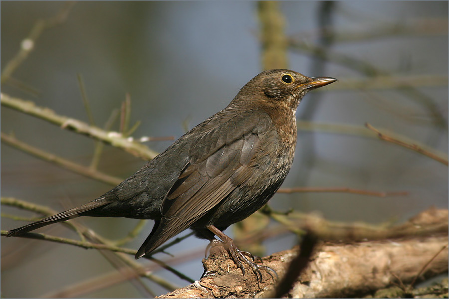 Amsel auf Ast