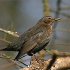 Amsel auf Ast