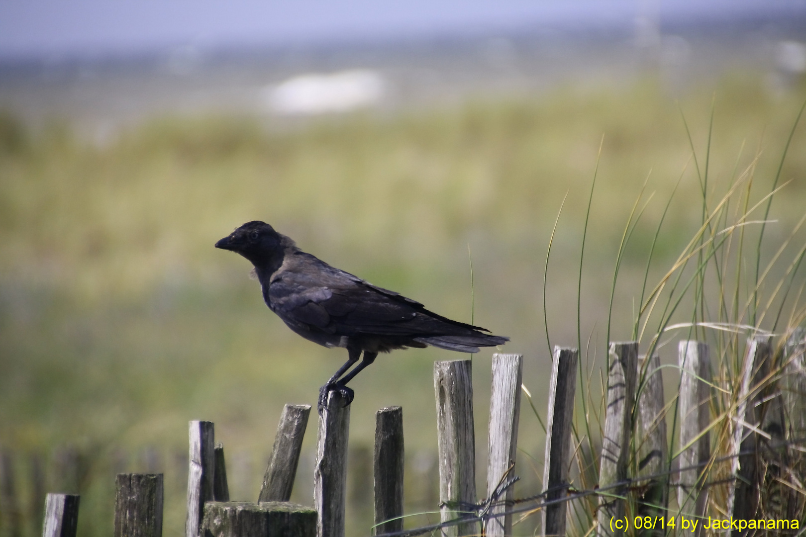 Amsel auf Ausguck