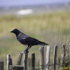 Amsel auf Ausguck