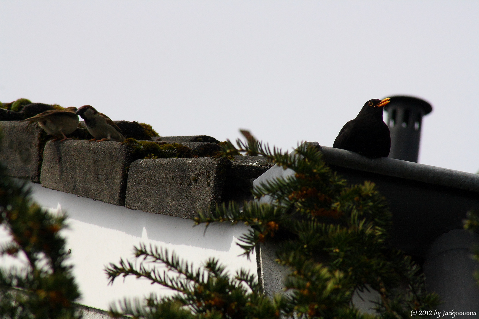 Amsel auf "Ausguck" im Hintergrund haben 2 Spatzen "Frühlingsgefühle"