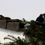 Amsel auf "Ausguck" im Hintergrund haben 2 Spatzen "Frühlingsgefühle"