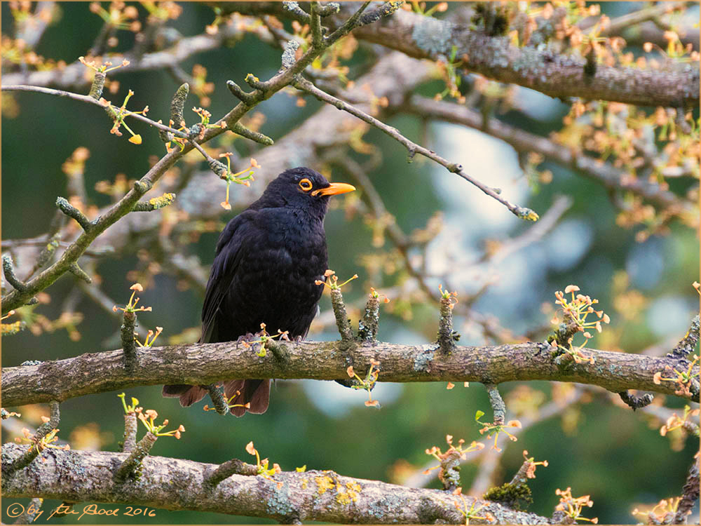 Amsel auf austreibendem Gingkozweig