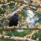 Amsel auf austreibendem Gingkozweig