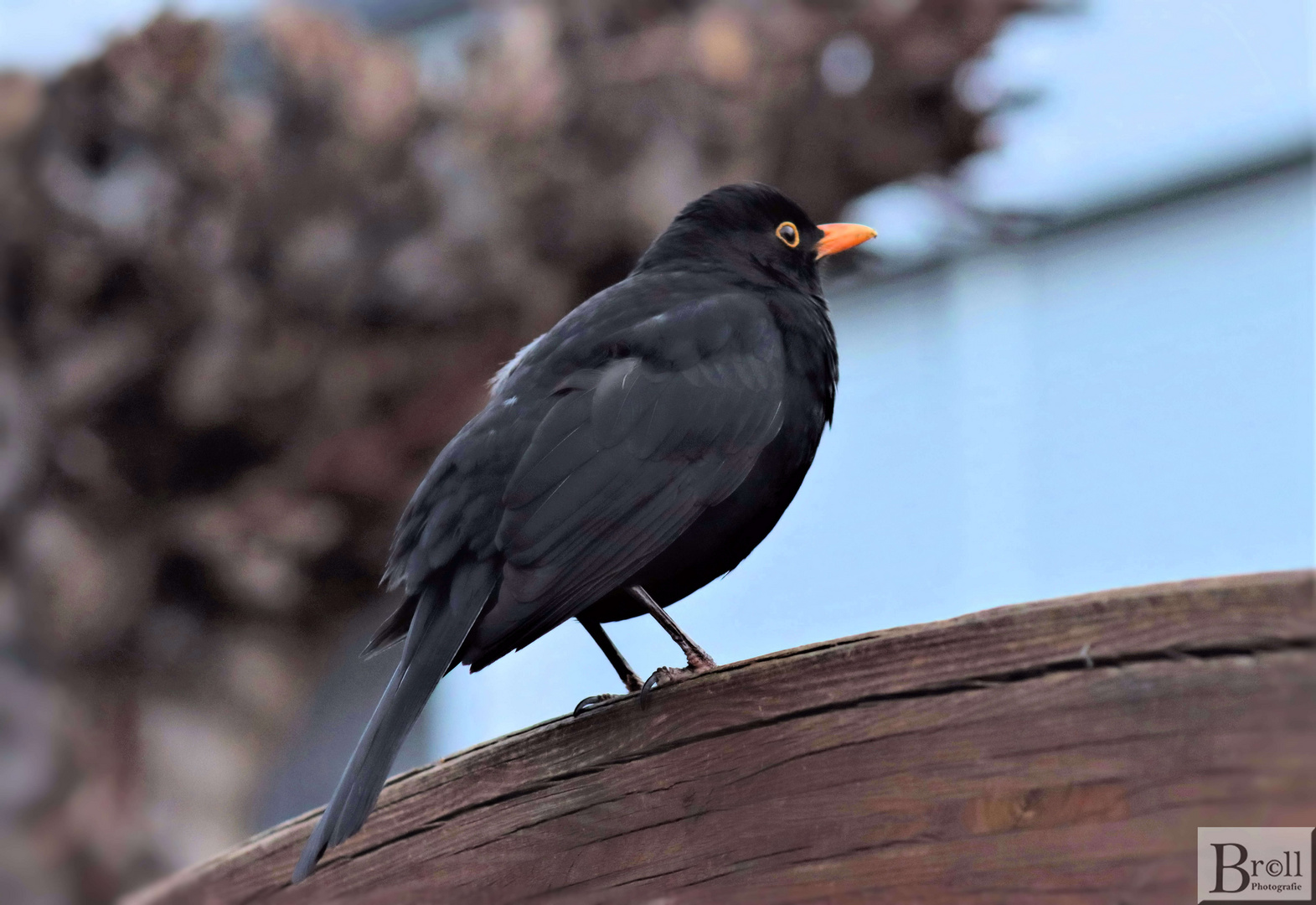 Amsel auf Beobachtung