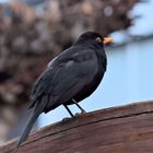 Amsel auf Beobachtung