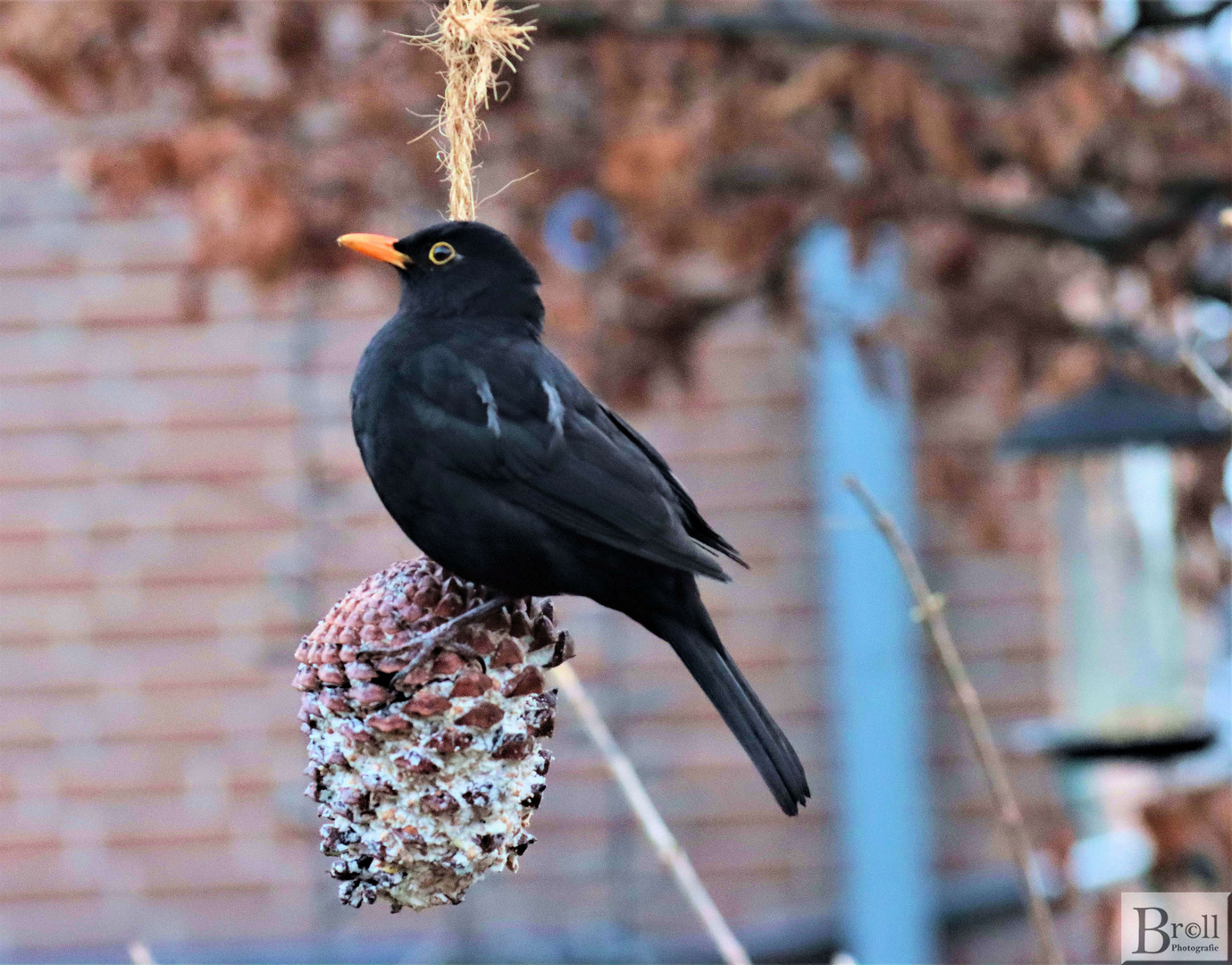 Amsel auf Beobachtung 1