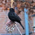 Amsel auf Beobachtung 1