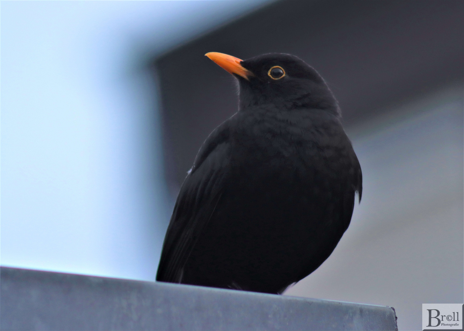 Amsel auf Beobachtung 2