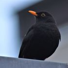 Amsel auf Beobachtung 2