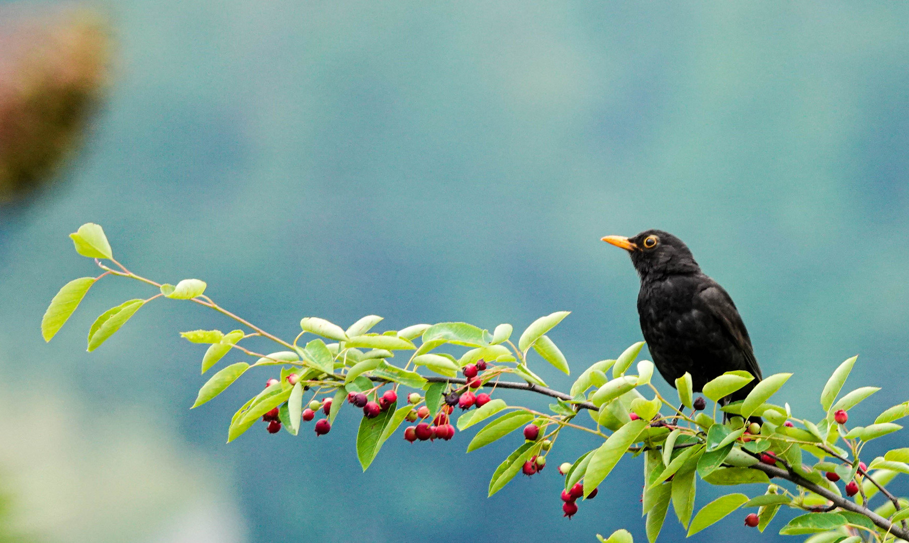 Amsel auf Beobachtungsposten...