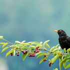 Amsel auf Beobachtungsposten...