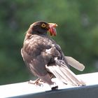 Amsel auf Beutefang