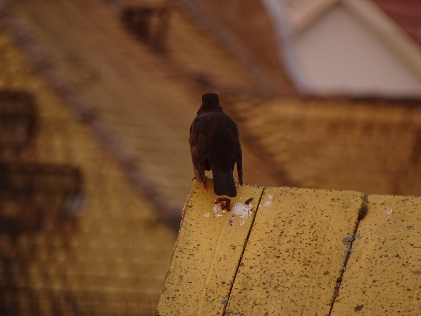 Amsel auf Dach 1