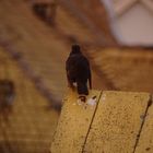 Amsel auf Dach 1