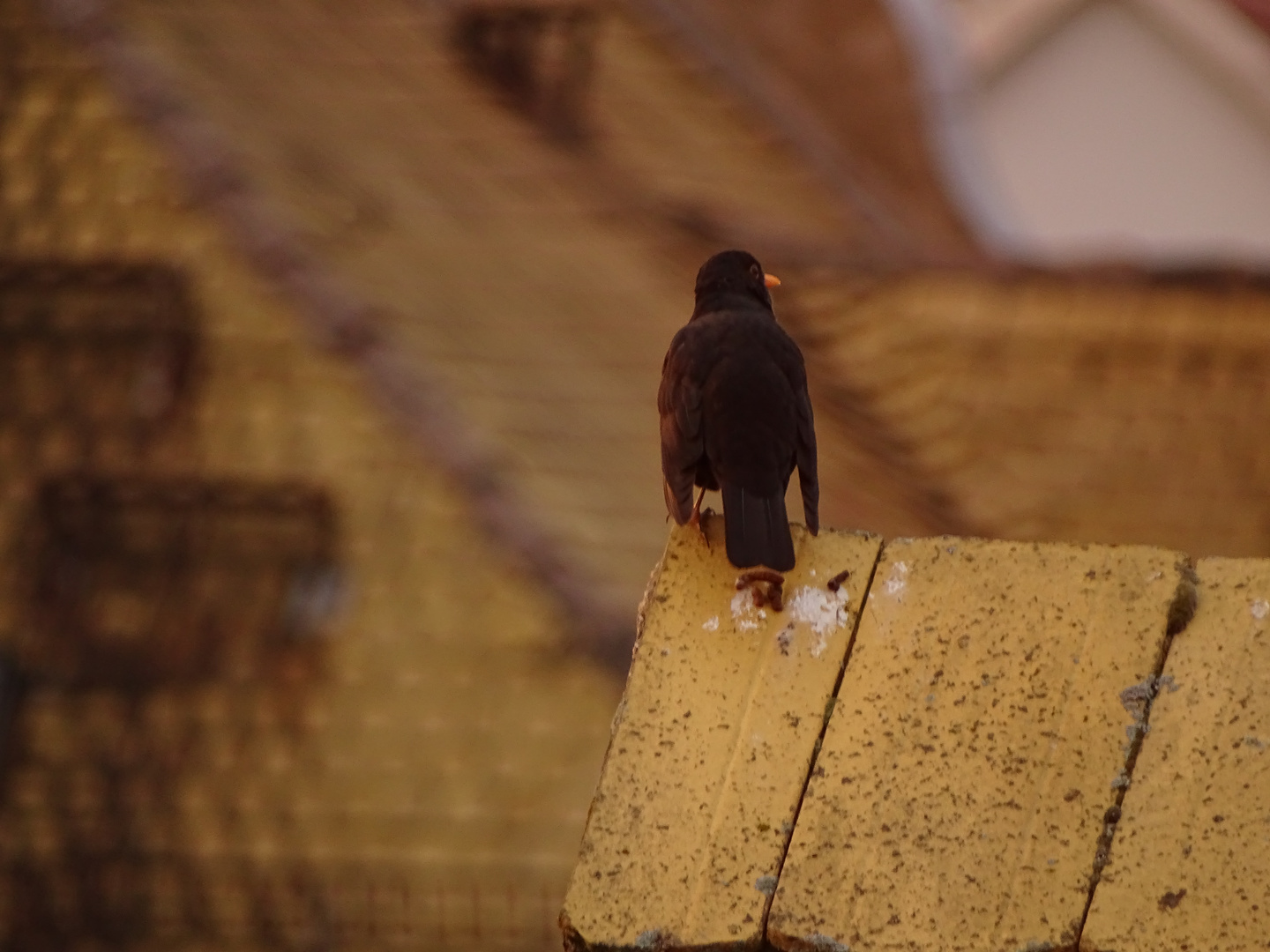 Amsel auf Dach 2