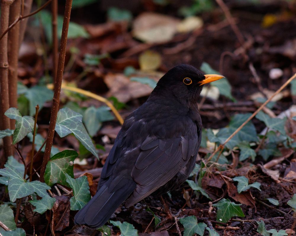 Amsel auf dem Boden