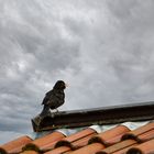 Amsel auf dem Dach