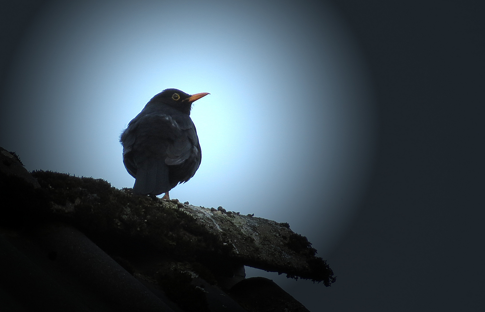 Amsel auf dem Dach