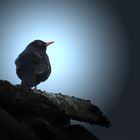 Amsel auf dem Dach