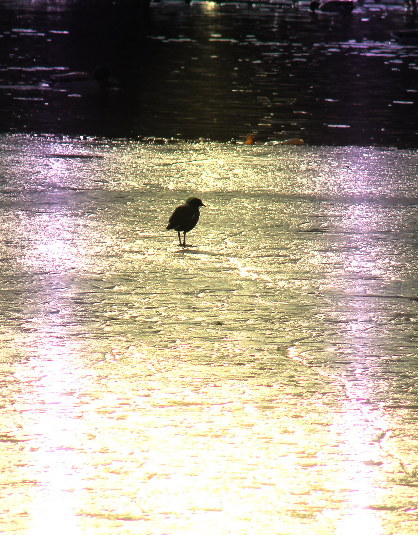 Amsel auf dem Eis