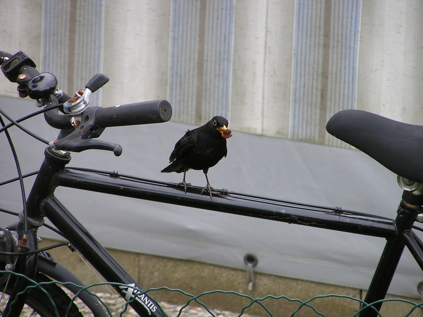 Amsel auf dem Fahrrad