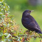 Amsel auf dem Feuerdorn