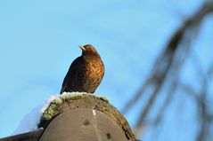 Amsel auf dem First - oder lieber eine Wacholder-Schnaps-Drossel auf dem Boden?