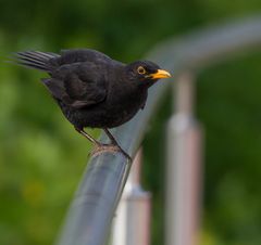 Amsel auf dem Geländer