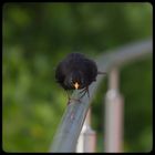 Amsel auf dem Laufsteg