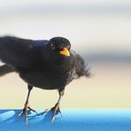 Amsel - auf dem Sprung .......ins Häuschen