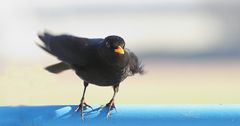 Amsel - auf dem Sprung .......ins Häuschen