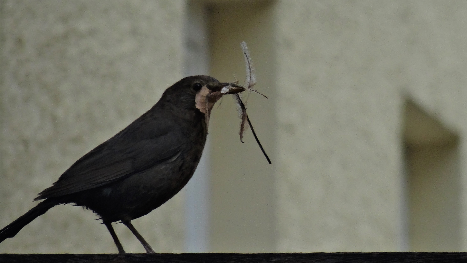 Amsel auf dem Weg zum Nestbau 