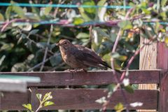 Amsel auf dem Zaun