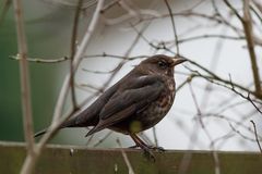 Amsel auf dem Zaun