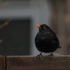 Amsel auf dem Zaun I