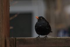 Amsel auf dem Zaun I