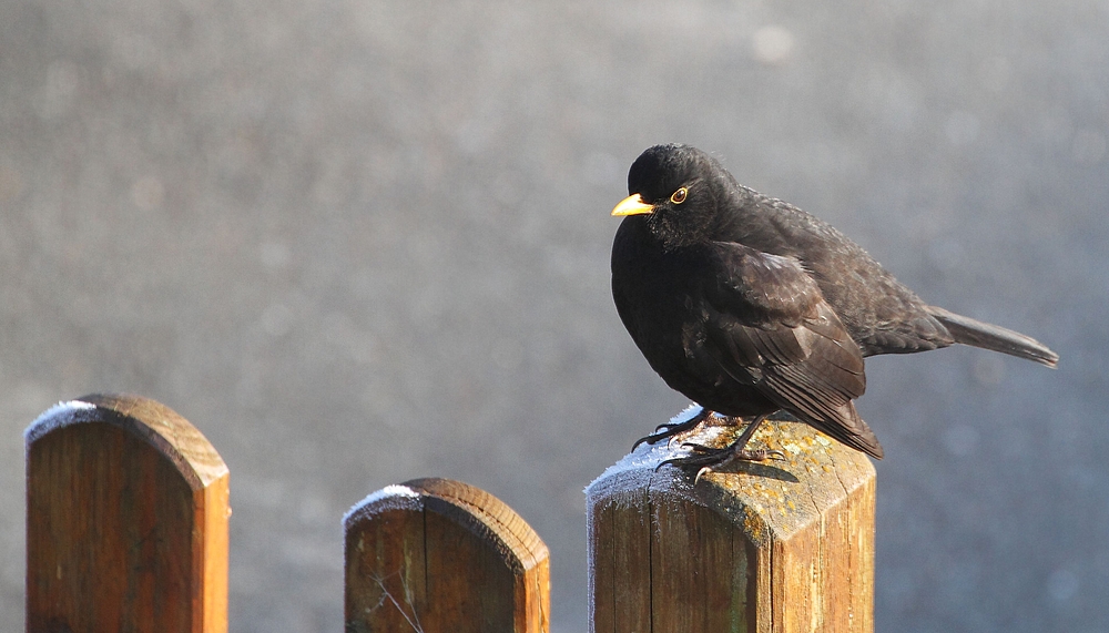 Amsel auf dem Zaun - wars hier kalt oder warm an diesem Tag?