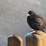 Amsel auf dem Zaun - wars hier kalt oder warm an diesem Tag?