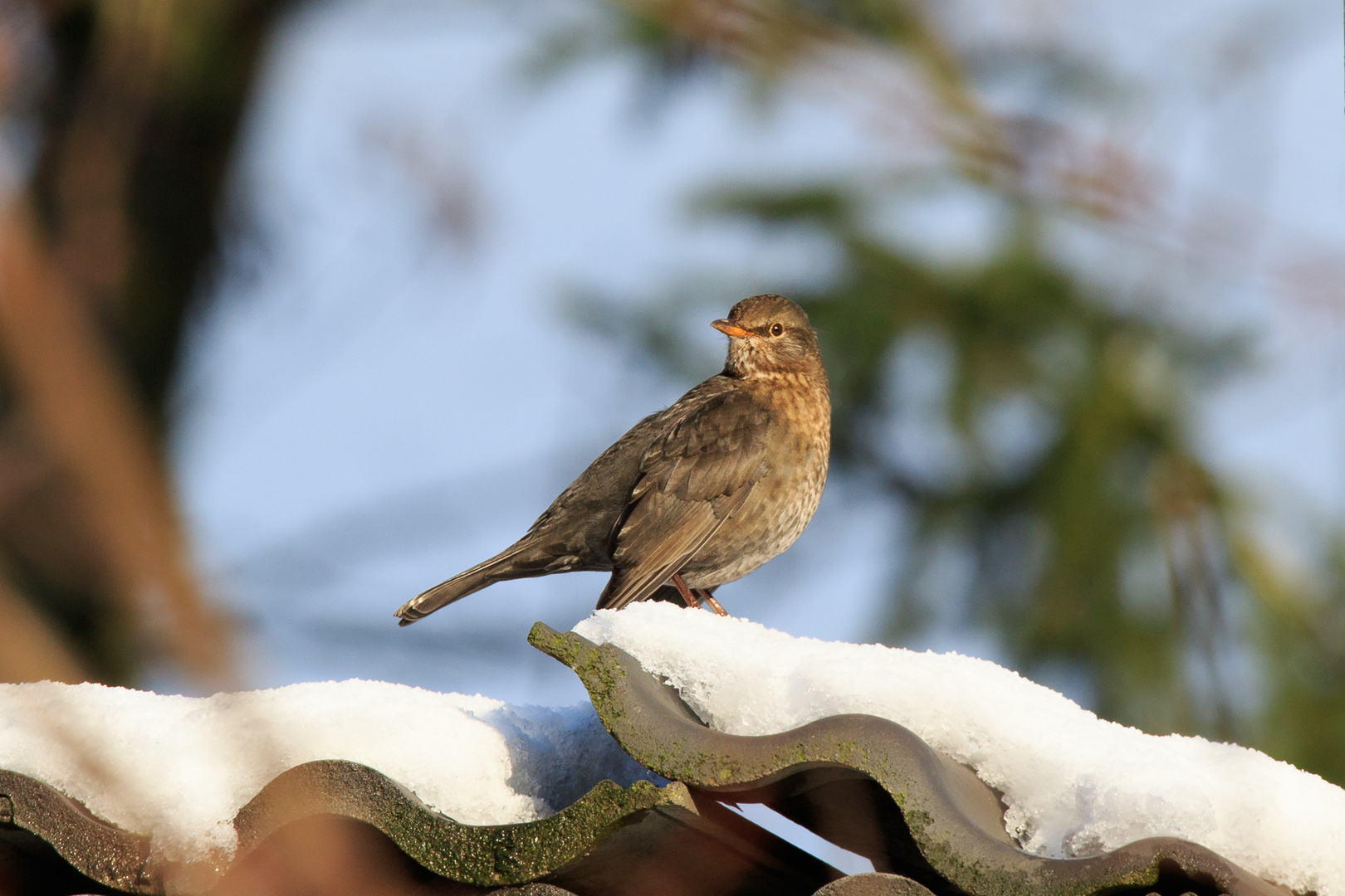 Amsel auf den Ziegel