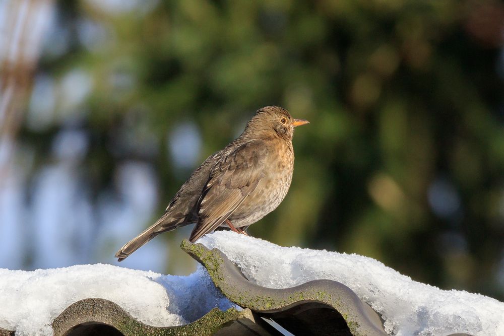 Amsel auf den Ziegel II